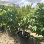 Figovník (Ficus carica) ´BROWN TURKEY´ - EXEMPLÁR  (-20°C) 